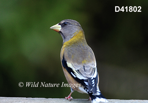 Coccothraustes-vespertinus Evening-Grosbeak Hesperiphona-vespertina