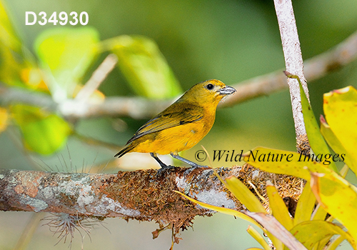 Euphonia-violacea Violaceous-Euphonia