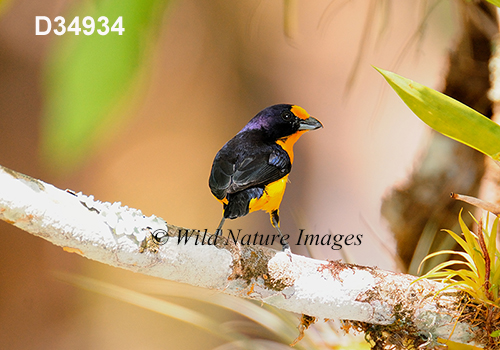 Euphonia-violacea Violaceous-Euphonia