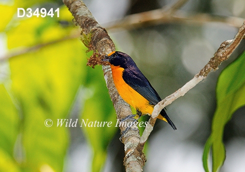 Euphonia-violacea Violaceous-Euphonia