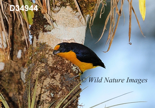 Euphonia-violacea Violaceous-Euphonia