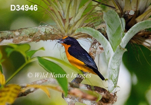 Euphonia-violacea Violaceous-Euphonia