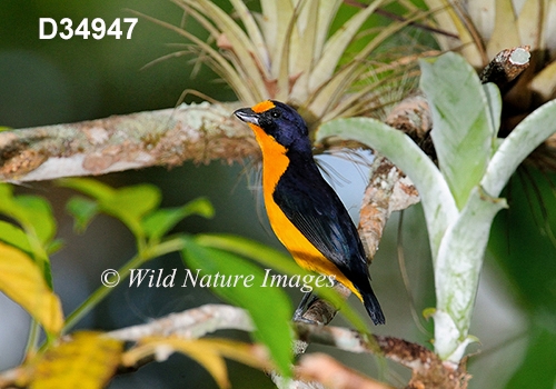 Euphonia-violacea Violaceous-Euphonia