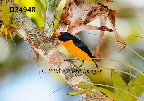 Euphonia-violacea Violaceous-Euphonia