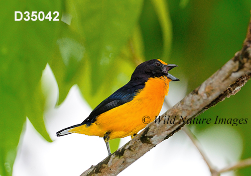Euphonia-violacea Violaceous-Euphonia