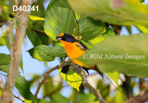 Euphonia-violacea Violaceous-Euphonia