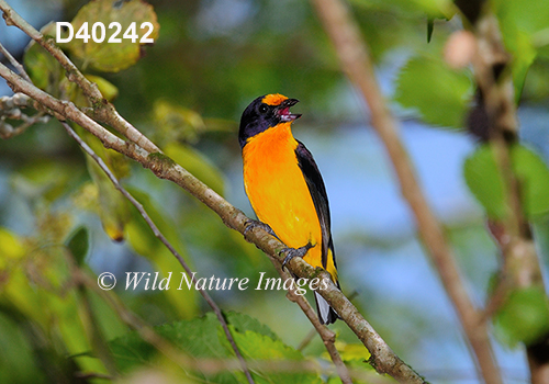 Euphonia-violacea Violaceous-Euphonia