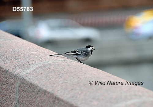 Motacilla-alba white-wagtail