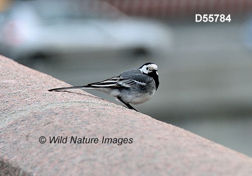 Motacilla-alba white-wagtail