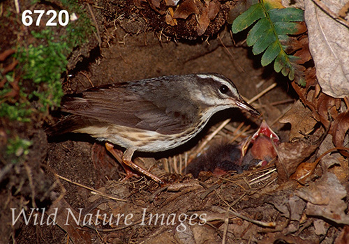 Parkesia-motacilla Seiurus-motacilla Louisiana-Waterthrush
