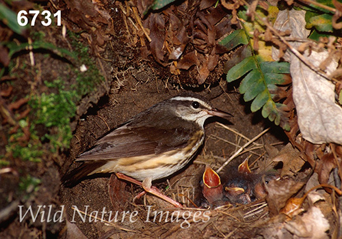 Parkesia-motacilla Seiurus-motacilla Louisiana-Waterthrush