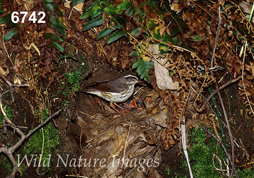 Parkesia-motacilla Seiurus-motacilla Louisiana-Waterthrush