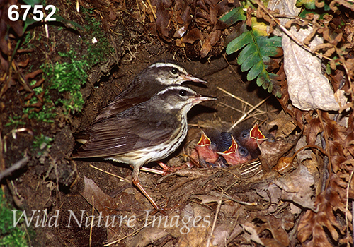Parkesia-motacilla Seiurus-motacilla Louisiana-Waterthrush