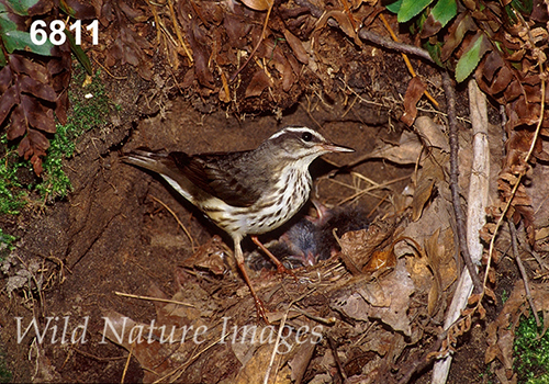 Parkesia-motacilla Seiurus-motacilla Louisiana-Waterthrush