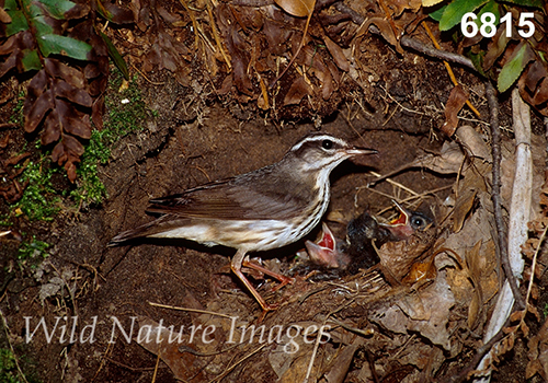 Parkesia-motacilla Seiurus-motacilla Louisiana-Waterthrush