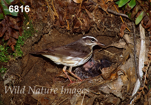 Parkesia-motacilla Seiurus-motacilla Louisiana-Waterthrush