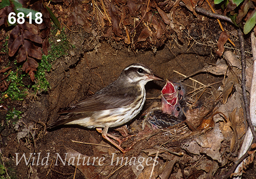 Parkesia-motacilla Seiurus-motacilla Louisiana-Waterthrush