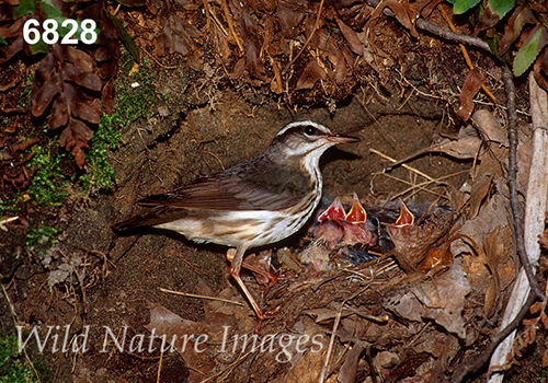 Parkesia-motacilla Seiurus-motacilla Louisiana-Waterthrush