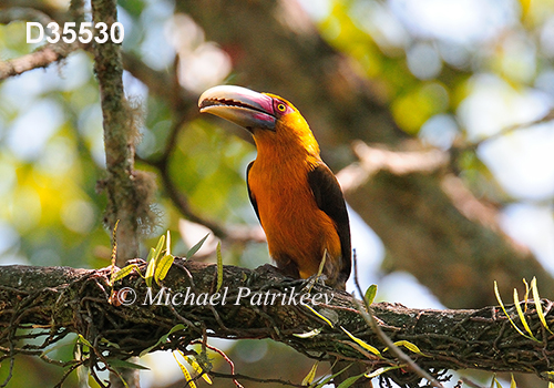 Pteroglossus-bailloni saffron-toucanet