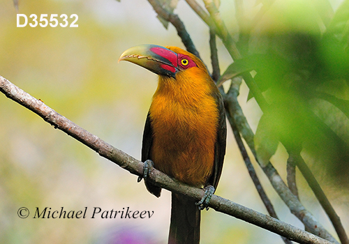 Pteroglossus-bailloni saffron-toucanet
