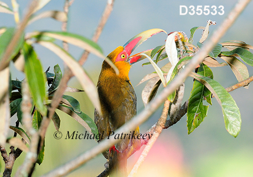 Pteroglossus-bailloni saffron-toucanet