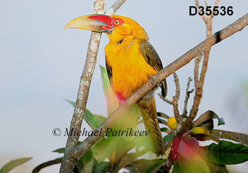 Pteroglossus-bailloni saffron-toucanet