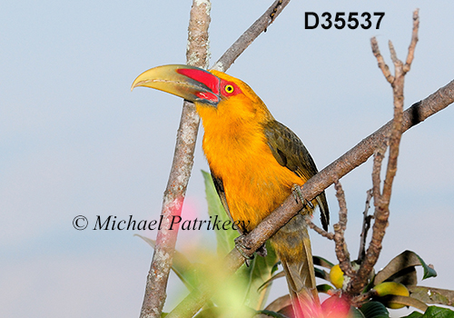 Pteroglossus-bailloni saffron-toucanet