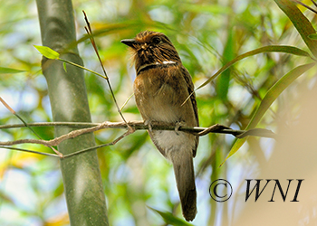 Puffbirds (Bucconidae)