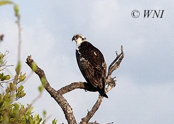 Osprey (Pandion haliaetus)