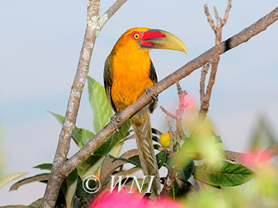 Pteroglossus-bailloni saffron-toucanet