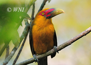 Toucans (Ramphastidae)