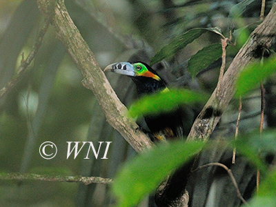 Selenidera-maculirostris spot-billed-toucanet