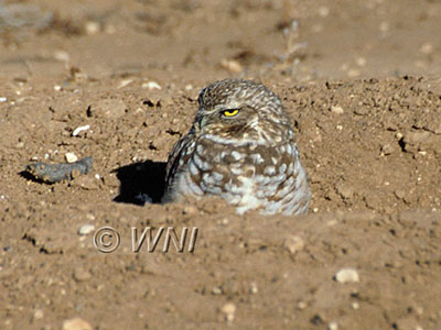 Athene cunicularia (Burrowing Owl)