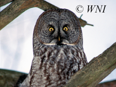 Strix-nebulosa great-grey-owl great-gray-owl 