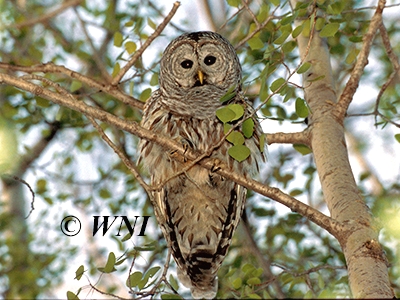 Barred Owl (Strix varia)