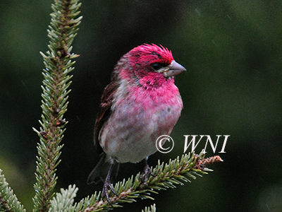 Carpodacus-purpureus Purple-Finch