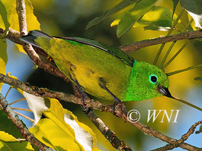 Chlorophonia-cyanea Blue-naped-Chlorophonia