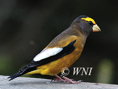 Coccothraustes-vespertinus Evening-Grosbeak