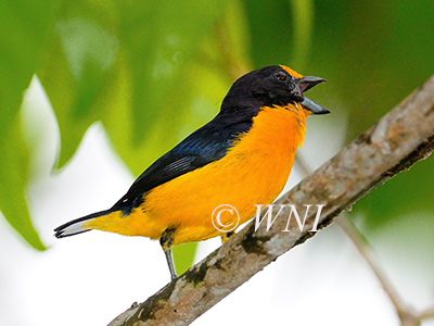 Euphonia-violacea violaceous-euphonia