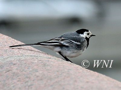 Motacilla-alba white-wagtail