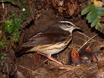 Parkesia-motacilla Seiurus-motacilla Louisiana-Waterthrush