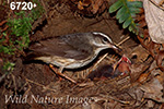 Louisiana Waterthrush
