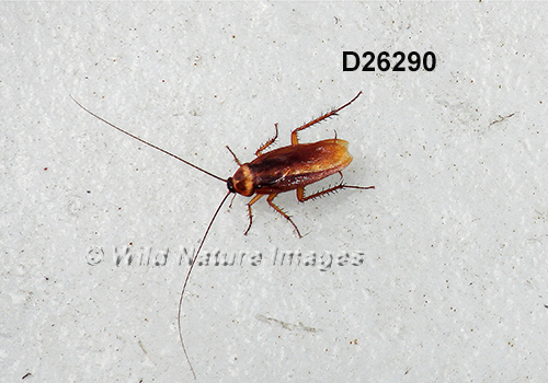 Periplaneta americana
