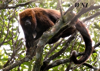 Spider Monkeys and Howlers (Atelidae)