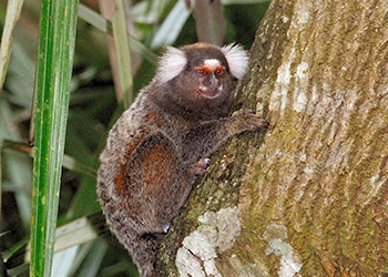 Marmosets and Tamarins (Callitrichidae)