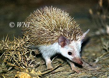 Erinaceidae hedgehogs