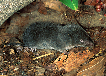 Soricidae shrews