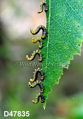 Dusky Birch Sawfly (Craesus latitarsus), larvae