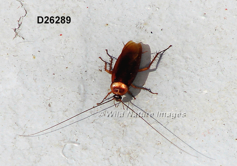 Periplaneta americana