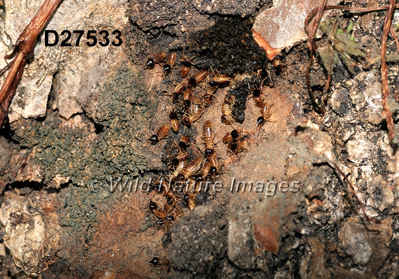 Nasutitermes corniger